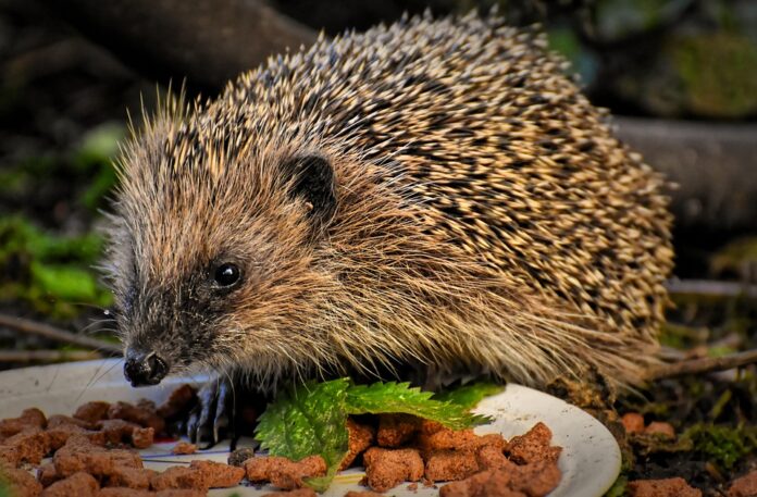Bulk hedgehog food sales increase in breeder and rescue markets