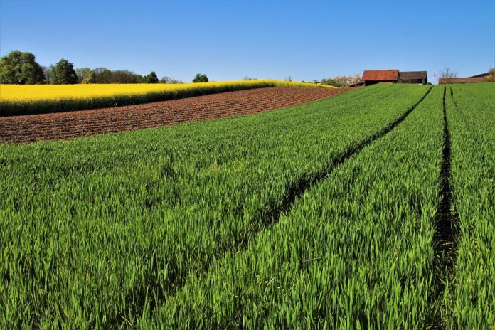 Canola oil’s heart healthy image continues to attract consumers