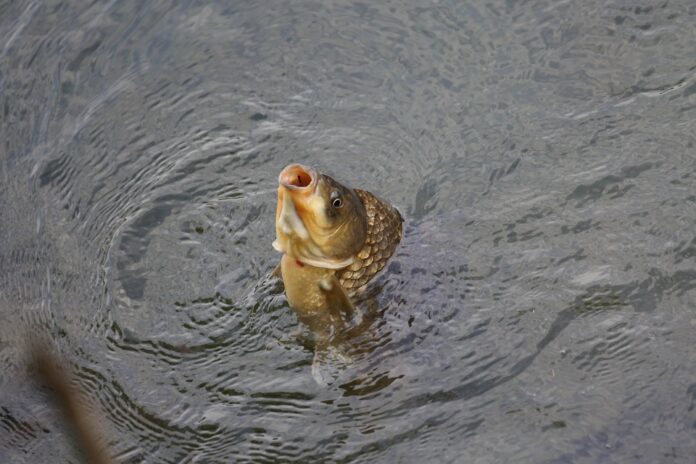 Carp & Inflation Why Prices Are Rising and What It Means for Consumers