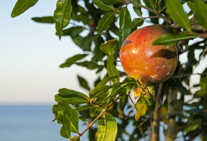 Case Studies of Food Brands Adopting or Phasing Out Synthetic Antioxidants