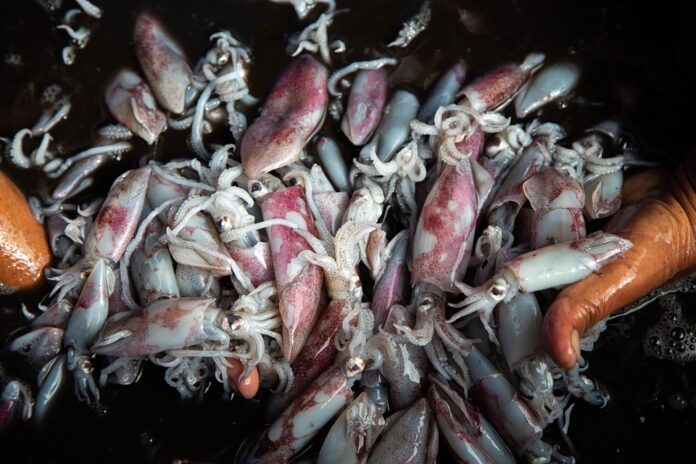 Case studies successful seafood market concepts impacting the industry
