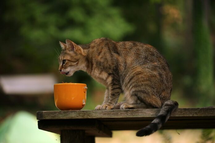Cat food labeling regulations and what they mean for feline health