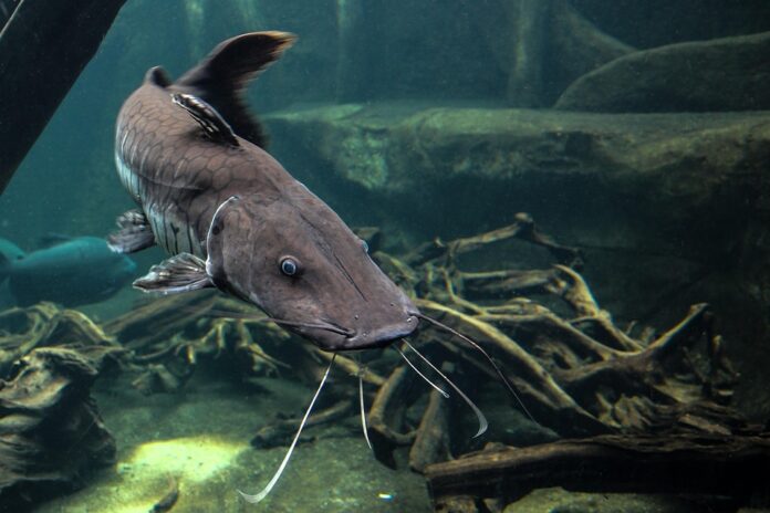 Catfish Production Trade and Consumption A 360° Industry Report