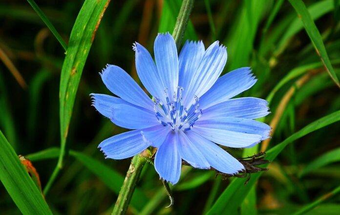 Chicory & Inflation Why Prices Are Rising and What It Means for Consumers