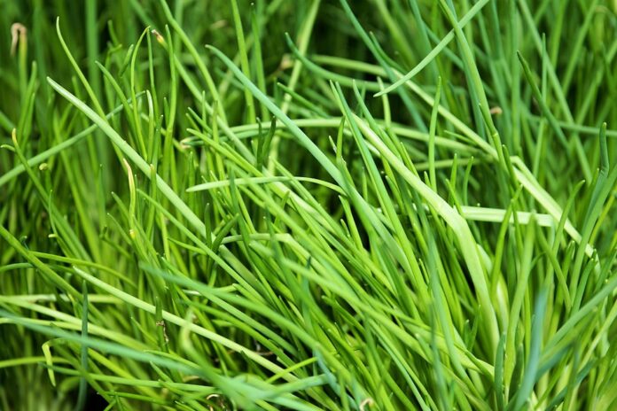 Chives and Inflation Why Prices Are Rising and What It Means for Consumers