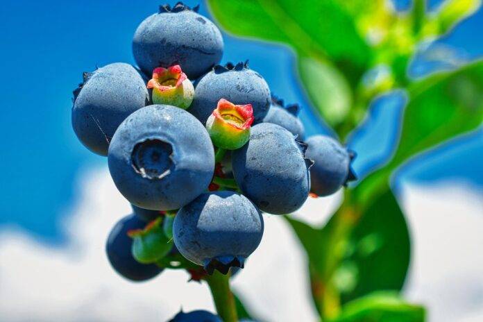 Clean beauty brands integrate exotic superfruits into face masks and serums