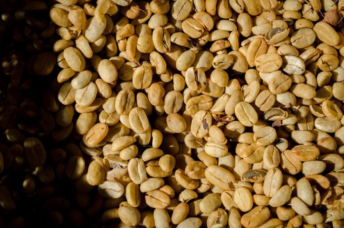 Climate Change and Bean Farming Challenges and Adaptation Strategies