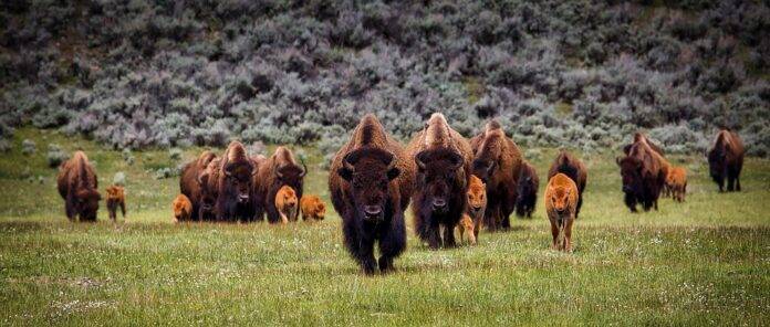 Climate Change and Bison Farming Challenges and Adaptation Strategies