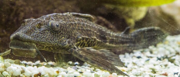Climate Change and Catfish Farming Challenges and Adaptation Strategies
