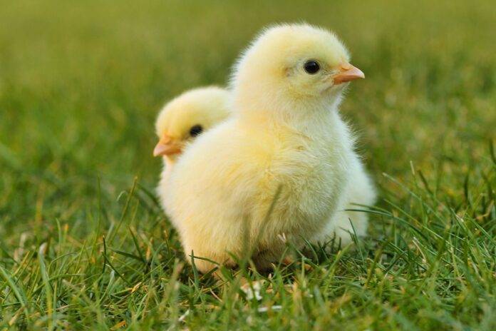 Climate Change and Chicken Farming Challenges and Adaptation Strategies
