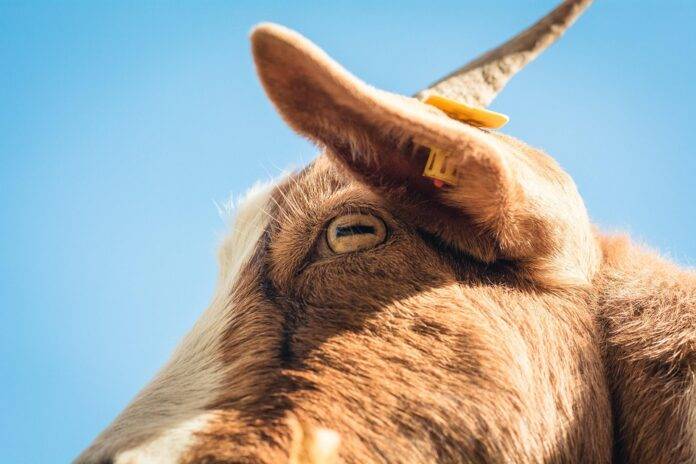 Climate Change and Goat Farming Challenges and Adaptation Strategies