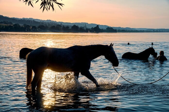 Climate Change and Horse Farming Challenges and Adaptation Strategies