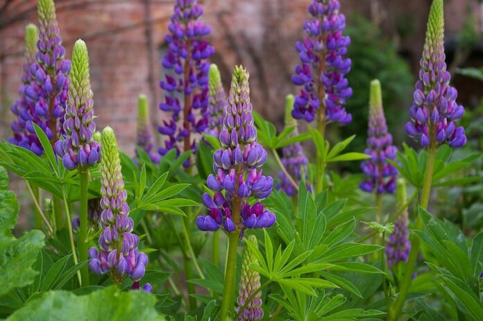 Climate Change and Lupin Farming Challenges and Adaptation Strategies