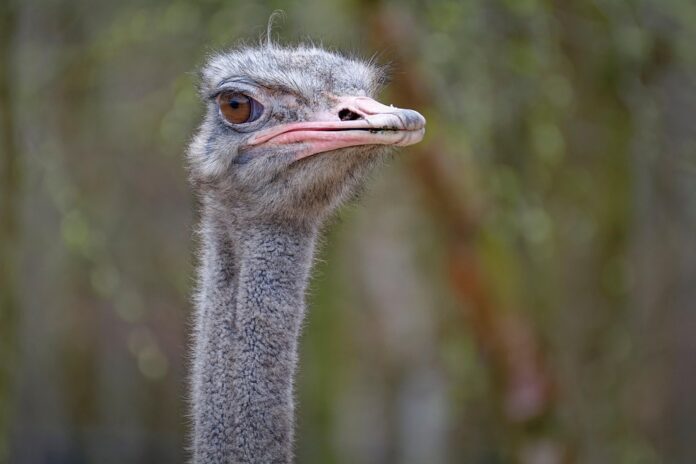 Climate Change and Ostrich Farming Challenges and Adaptation Strategies