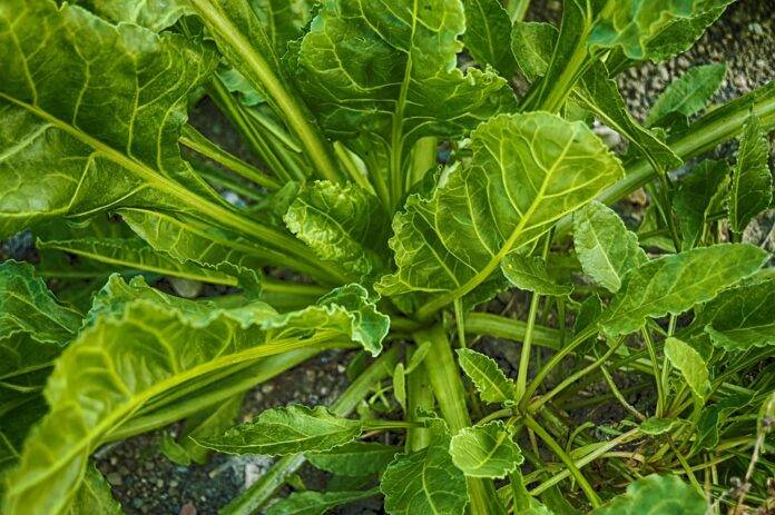 Climate Change and Spinach Farming Challenges and Adaptation Strategies