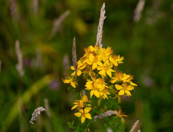 Climate Change and St. Johnʼs Wort Farming Challenges and Adaptation Strategies