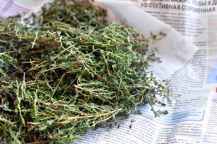 Climate Change and Thyme Farming Challenges and Adaptation Strategies
