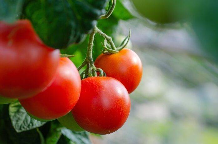 Climate Change and Tomato Farming Challenges and Adaptation Strategies