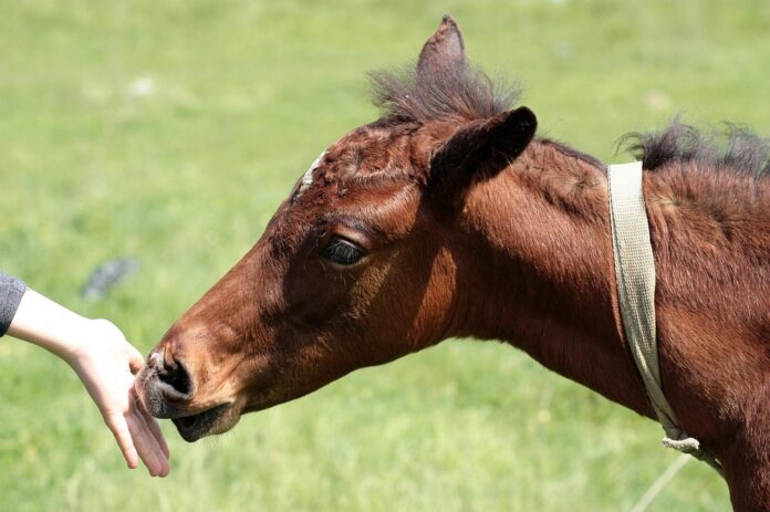 Cold pressed and natural ingredient feeds lead in premium horse care