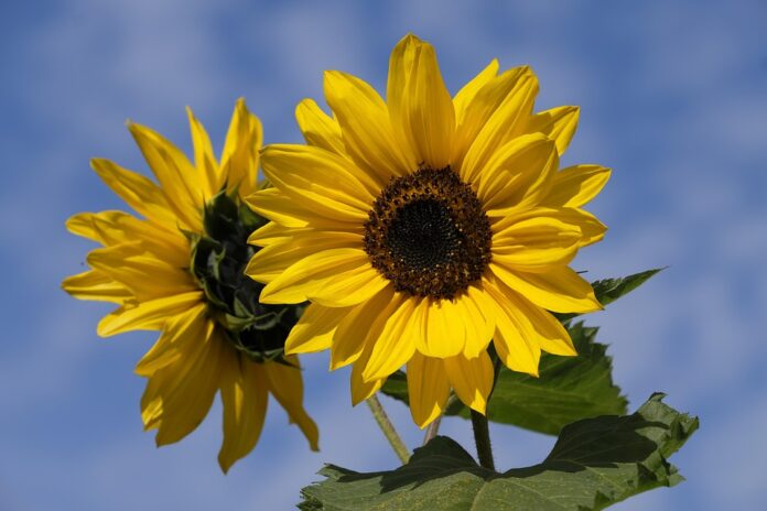 Cold pressed sunflower oil is gaining traction in premium markets