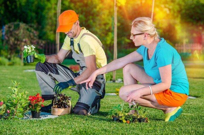 Comparison of tillage based and no till weed control tools