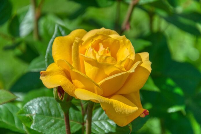 Confectionery and gum rely on mint citrus and botanical oil extracts