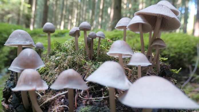 Consumer Trends in Earthy Savory and Plant Forward Stock Bases