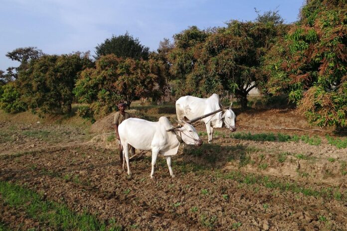 Cost and maintenance comparisons for plough and harrow equipment