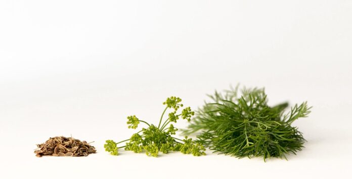 Dill and Inflation Why Prices Are Rising and What It Means for Consumers