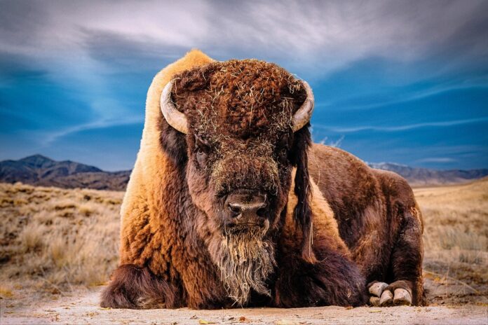 Disease Management in Bison Farming How Health Regulations Impact Global Trade