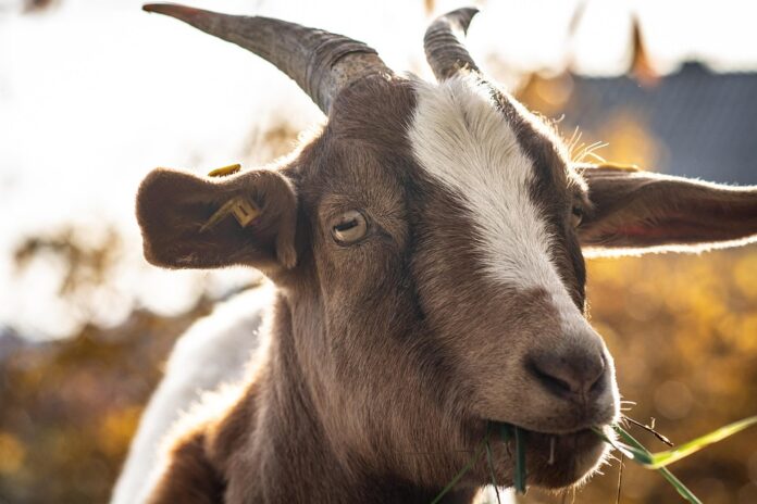 Disease Management in Goat Farming How Health Regulations Impact Global Trade