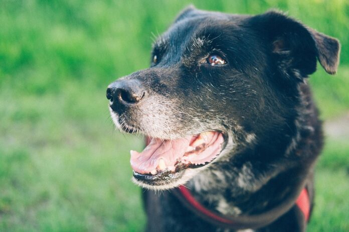 Dog food recalls highlight importance of transparency and quality control