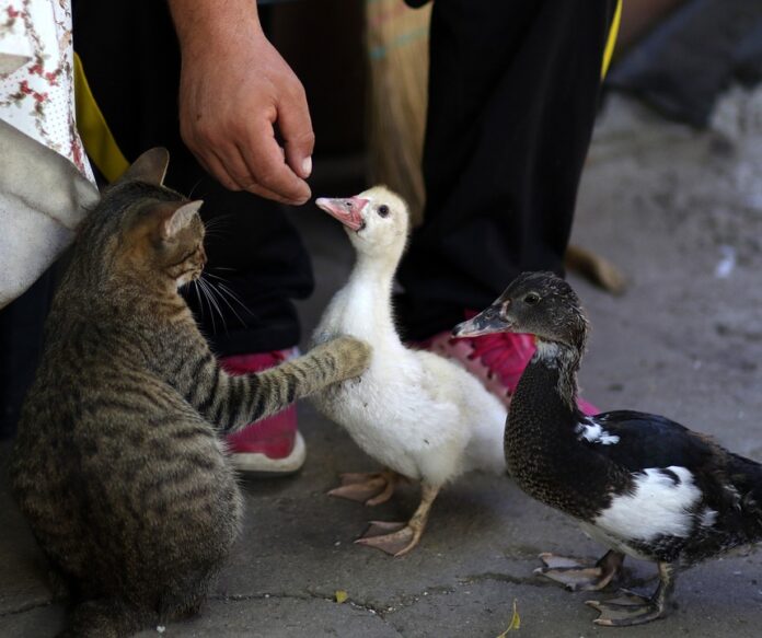 E commerce and auto reorder subscriptions reshape cat food purchasing