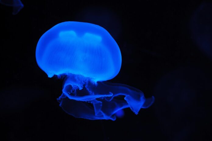 Edible Jellyfish & Inflation Why Prices Are Rising and What It Means for Consumers