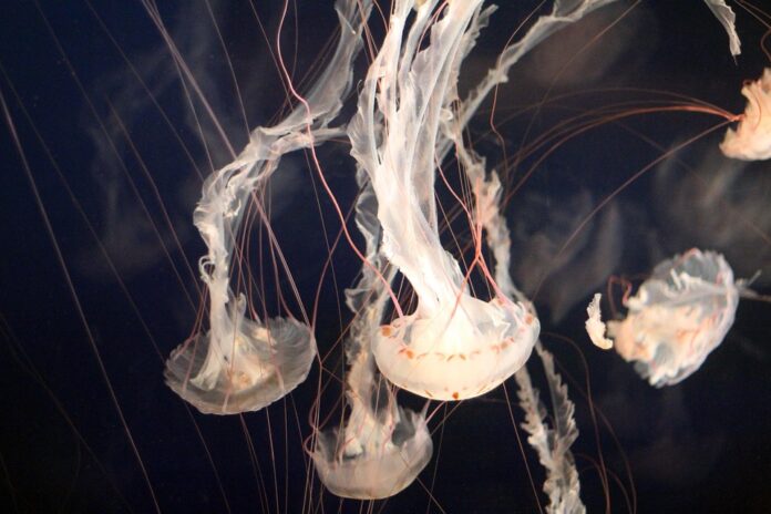 Edible Jellyfish Production Trade and Consumption A 360° Industry Report
