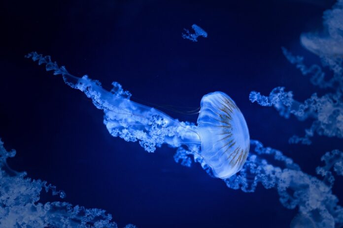 Edible Jellyfish Tariffs and Trade Agreements How Global Policies Shape Prices