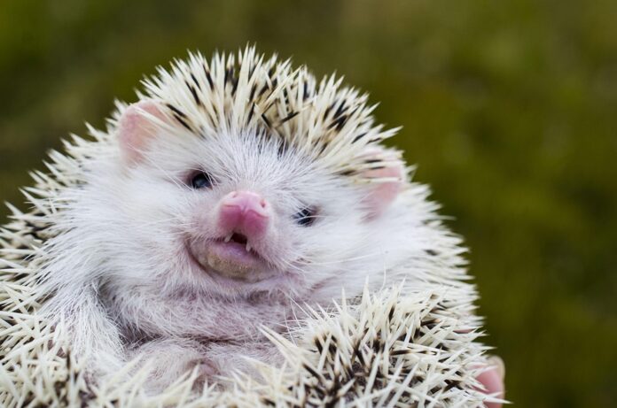 Exotic pet stores promote complete nutrition plans for hedgehogs