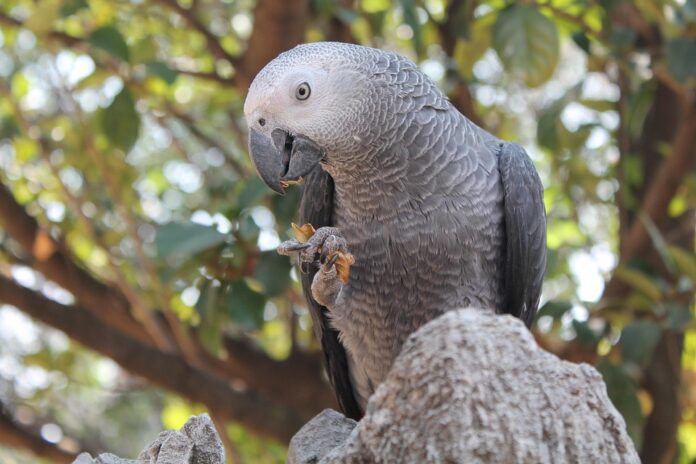 Exotic pet treats include dried insects freeze dried meats and herbal blends
