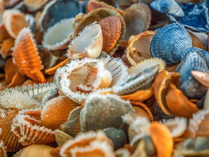 Export Restrictions and Their Impact on the Global Clam Market Key Developments