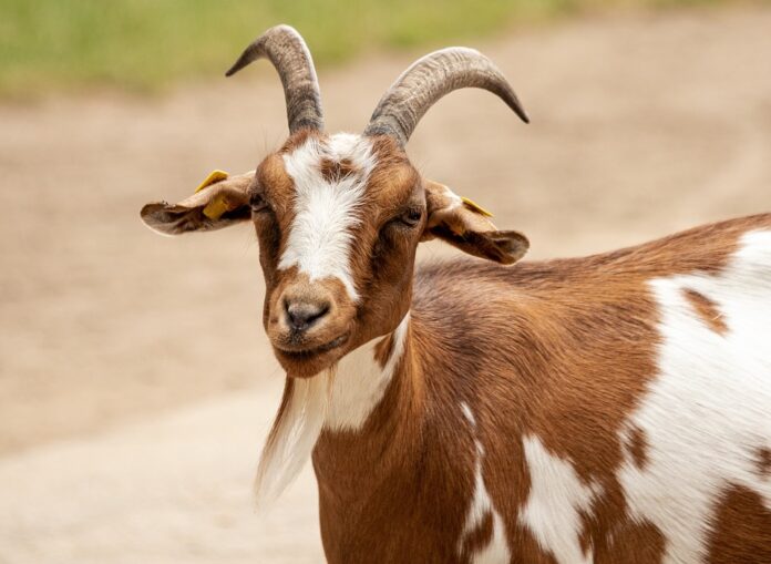 Export Restrictions and Their Impact on the Global Goat Meat Market Key Developments