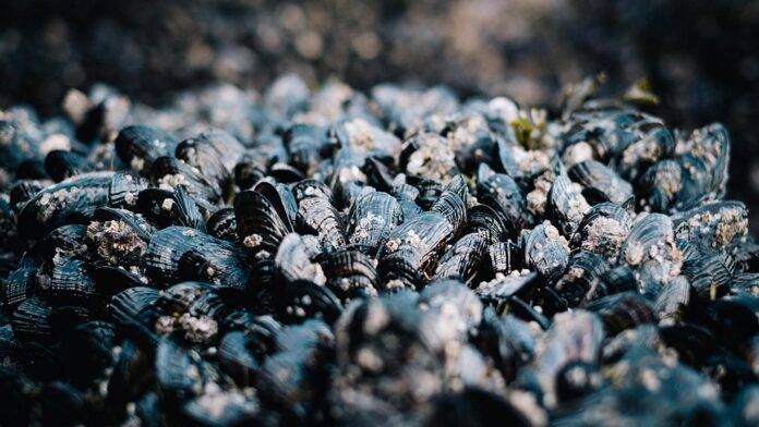 Export Restrictions and Their Impact on the Global Mussel Market Key Developments