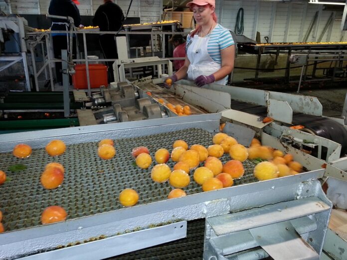 Export and Import Trends in the Canned Fruit Industry Global Trade and Regulations