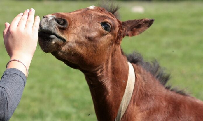 Feed balancers and vitamin blends address nutrient deficiencies in horses