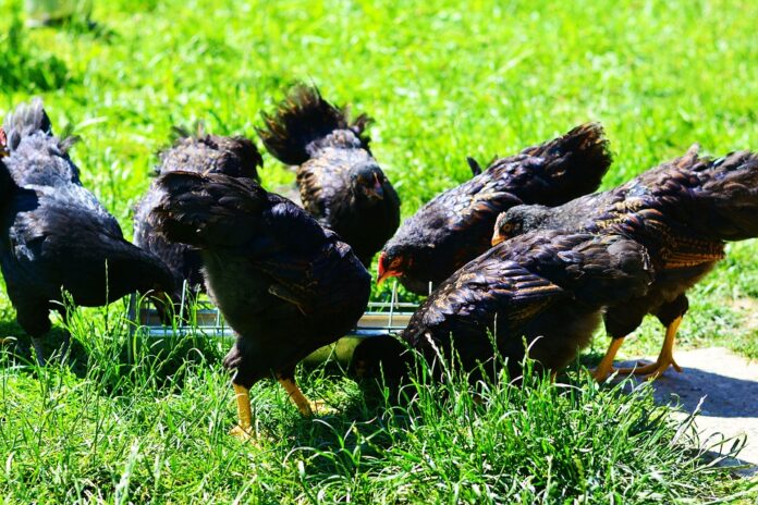 Feed mills adopt sustainable practices in grain sourcing and packaging