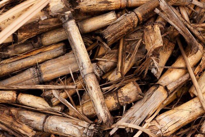 Field residue management and ratoon crop protection strategies