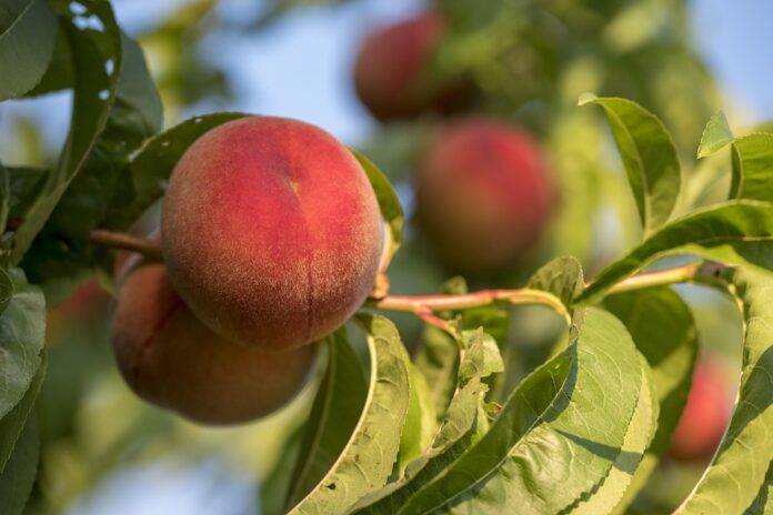 Foodservice applications include fruit based glazes sauces and desserts