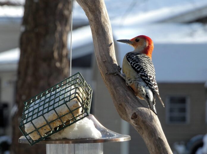 Foodservice chefs embrace suet for its unique texture and flavor