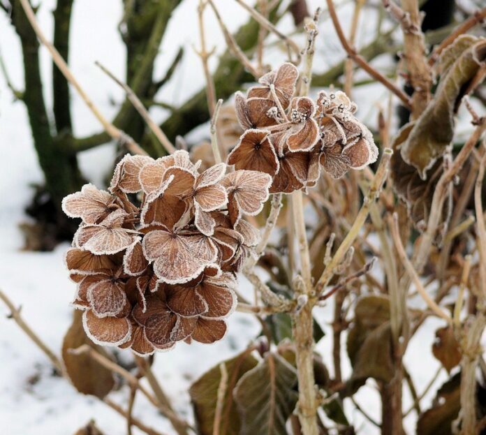 Foodservice relies on freeze dried grains for fast rehydration