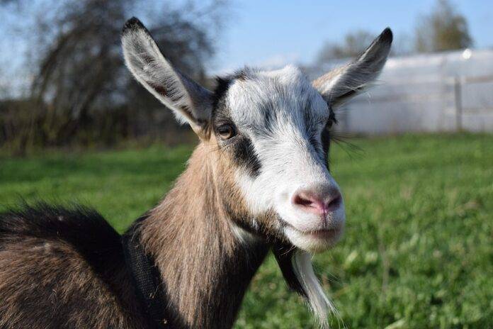 From Farm to Factory The Supply Chain Behind Goat Milk Products
