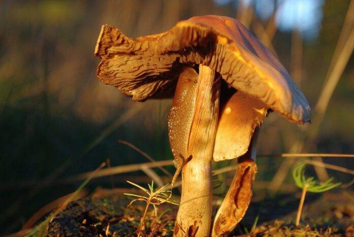 From Farm to Gourmet Dining The Business of Processed and Value-Added Edible Snail Products